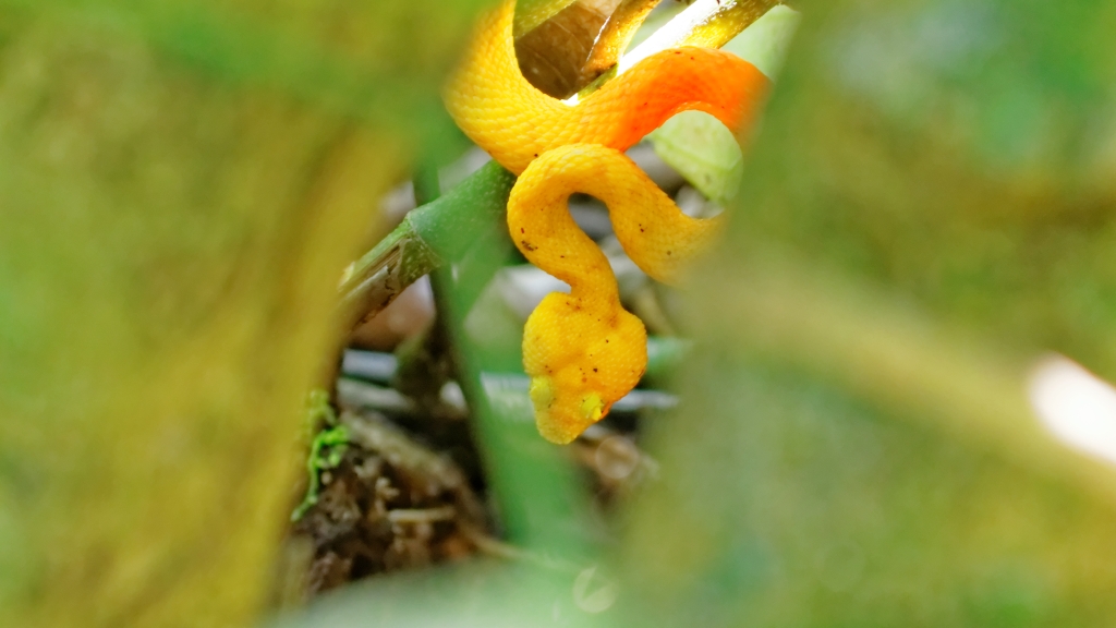 20 - Cahuita NP (19).jpg